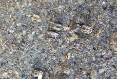 Isocladus armatus