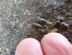 Isocladus armatus