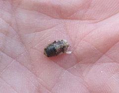Isocladus armatus