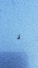 Chaetopsis massyla