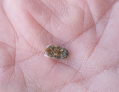 Isocladus armatus