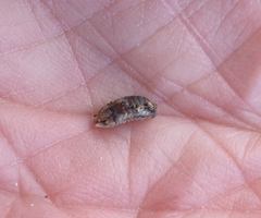 Isocladus armatus