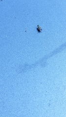 Chaetopsis massyla