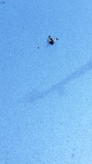 Chaetopsis massyla
