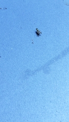 Chaetopsis massyla