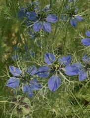 Nigella