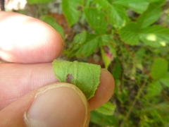Crocanthemum carolinianum