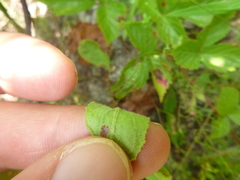 Crocanthemum carolinianum