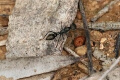 Myrmecia