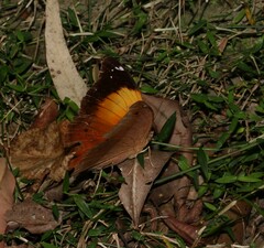 Doleschallia bisaltide australis