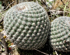 Mammillaria haageana elegans