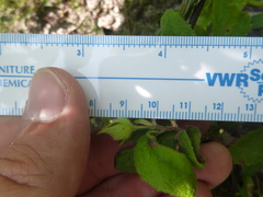 Crocanthemum carolinianum
