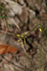 Tricoryne anceps