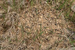 Myrmecia