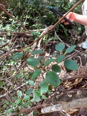 Rhaphiolepis umbellata