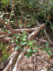 Rhaphiolepis umbellata