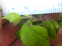 Crocanthemum carolinianum