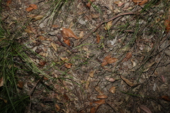 Tricoryne anceps