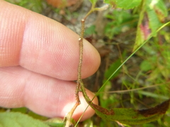 Crocanthemum carolinianum