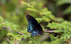 Limenitis arthemis arizonensis