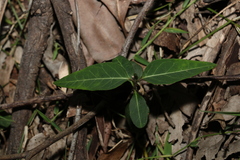 Leichhardtia coronata