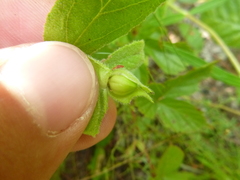 Crocanthemum carolinianum