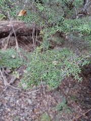 Coprosma microcarpa