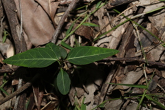 Leichhardtia coronata
