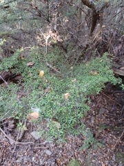 Coprosma microcarpa