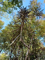 Pseudopanax crassifolius