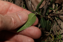 Leichhardtia coronata