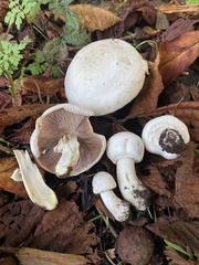 Agaricus californicus