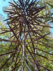 Pseudopanax crassifolius