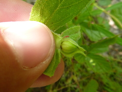 Crocanthemum carolinianum