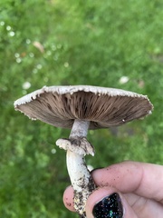 Agaricus californicus