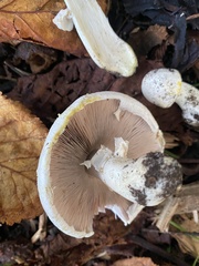 Agaricus californicus