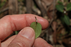 Leichhardtia coronata
