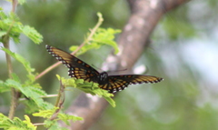 Limenitis arthemis arizonensis