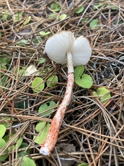 Lepiota flammeotincta