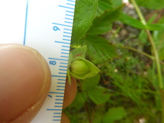 Crocanthemum carolinianum