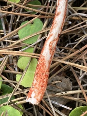 Lepiota flammeotincta