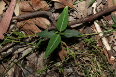 Leichhardtia coronata