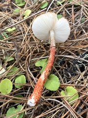 Lepiota flammeotincta