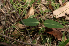 Leichhardtia coronata