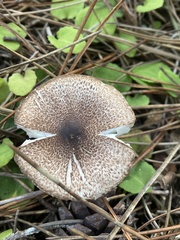 Lepiota flammeotincta