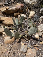 Opuntia basilaris basilaris
