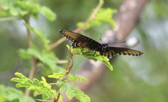 Limenitis arthemis arizonensis