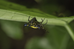 Actinacantha globulata