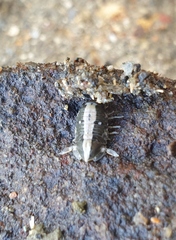 Isocladus armatus