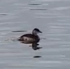 Tachybaptus ruficollis